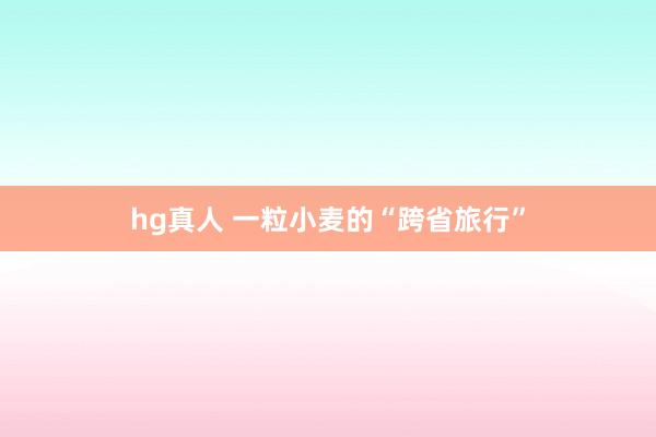 hg真人 一粒小麦的“跨省旅行”