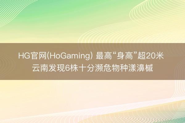 HG官网(HoGaming) 最高“身高”超20米 云南发现6株十分濒危物种漾濞槭
